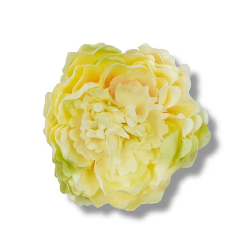 Peonia główka 6 szt. F-587