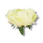 Peonia główka 6 szt. F-587