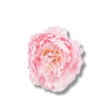 Peonia główka 6 szt. F-588