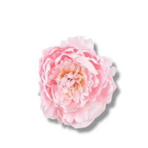 Peonia główka 6 szt. F-588