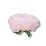 Peonia główka 6 szt. F-588