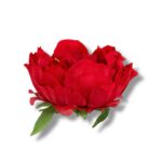 Peonia główka 6 szt. F-589