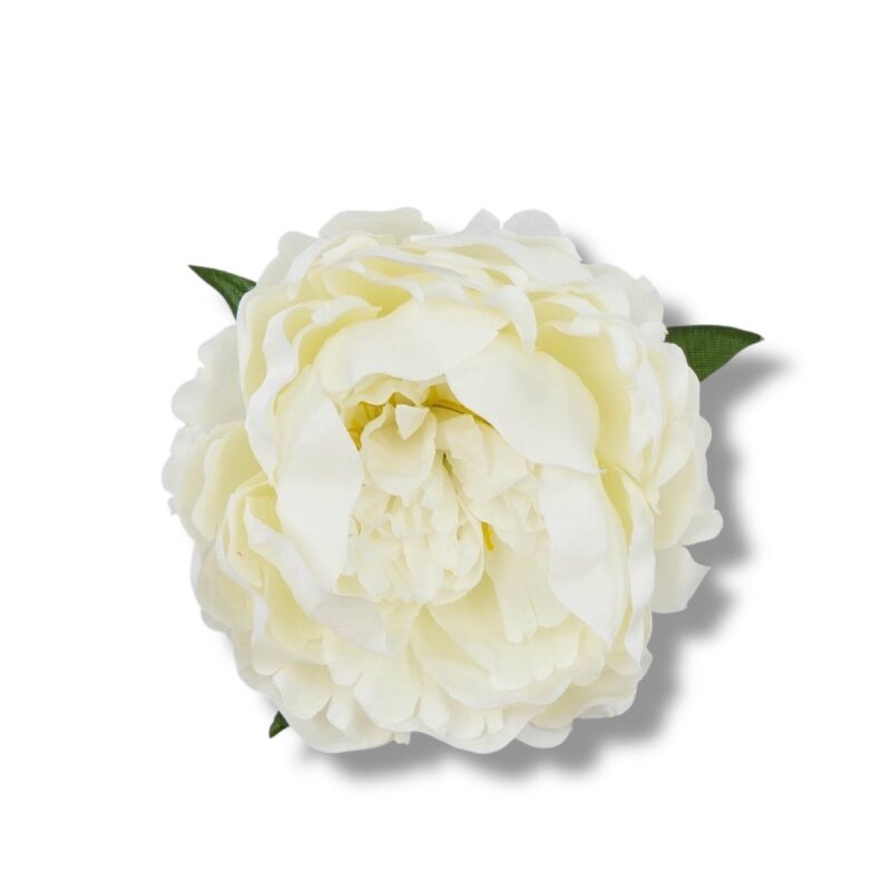 Peonia główka 6 szt. F-590