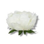 Peonia główka 6 szt. F-590