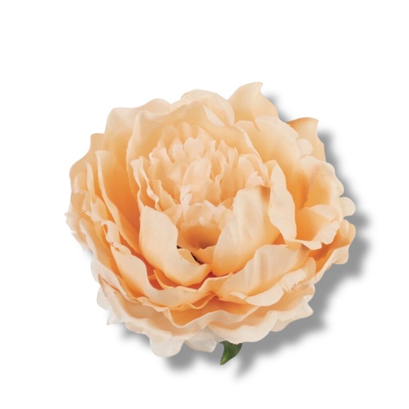 Peonia główka 6 szt. F-591