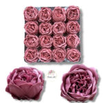Piwonia mydlana opak.16 szt F-617