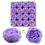 Piwonia mydlana opak.16 szt F-619