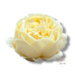 Piwonia mydlana opak.16 szt F-615