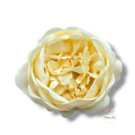 Piwonia mydlana opak.16 szt F-615