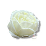 Piwonia mydlana opak.16 szt F-614