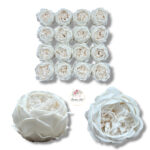 Piwonia mydlana opak.16 szt F-613