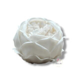 Piwonia mydlana opak.16 szt F-613