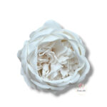 Piwonia mydlana opak.16 szt F-613