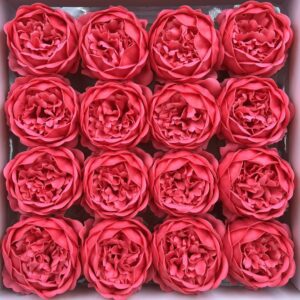 Piwonia mydlana opak.16 szt F-618