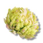 Chryzantema główka opak. 6 szt F-668