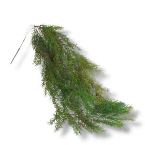 Asparagus F-674