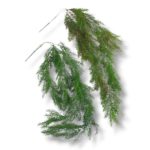 Asparagus F-674