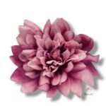 Dalia XXL F-685 opak. 6 szt